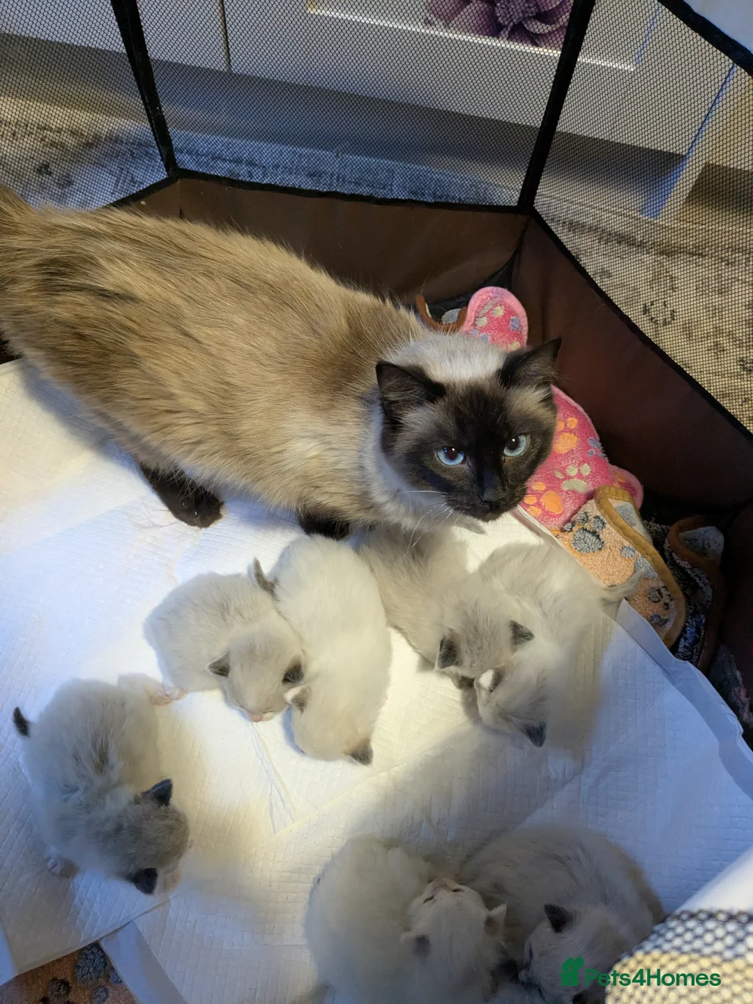 Ragdoll cats for sale: 7 Pure Ragdoll kittens  - Advert 2