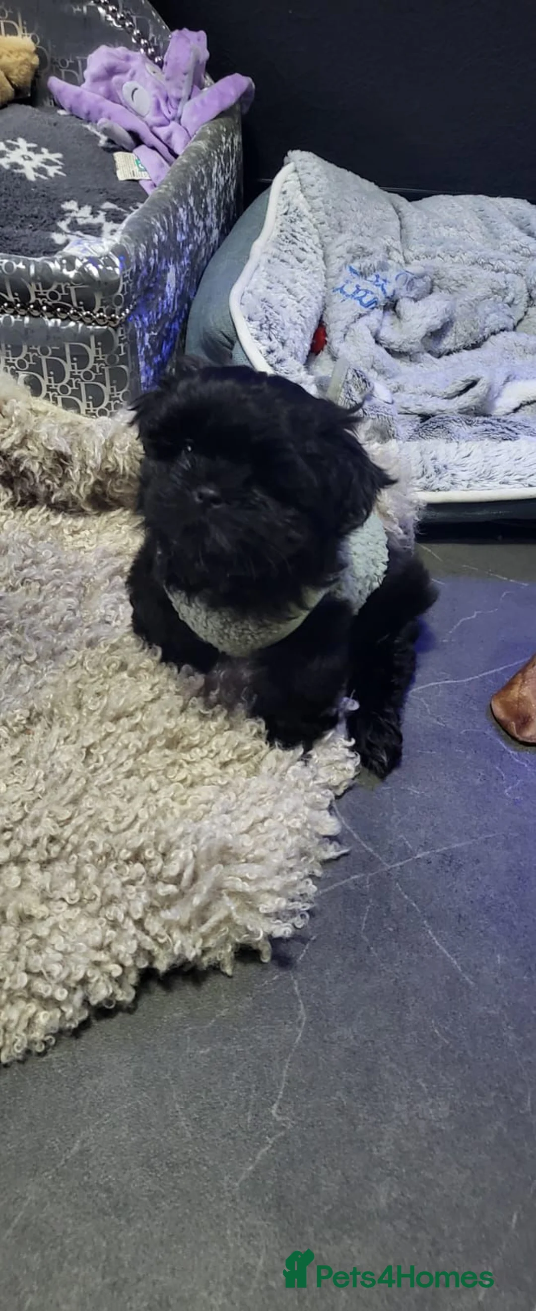 Shih Tzu dogs for sale: Absolutely beautiful  black imperial  Shihtzu  - Advert 2