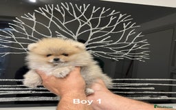 Pomeranian dogs for sale: Mini 500grams Now🔥Teddy Bear Face🧸 - Image 13