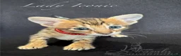 Savannah cats for sale: Exceptional Quality Tica Regist. Savannah kittns - Advert 26