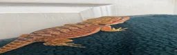 Bearded Dragon reptiles for sale: Bearded dragon and enclosure  - Advert 3
