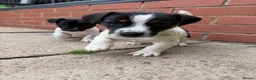 Jack Russell dogs for sale: 3 beautiful Jack Russell girls - Advert 35