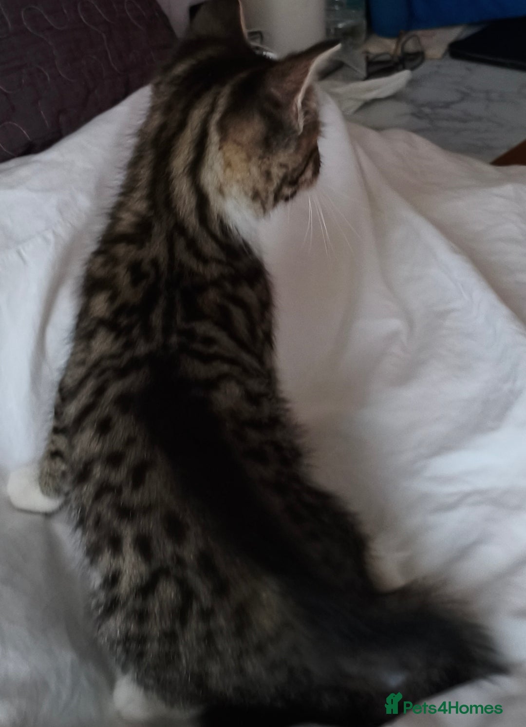 Tibetan cats for sale: Tabby white kittens looking for a lovely home - Advert 16