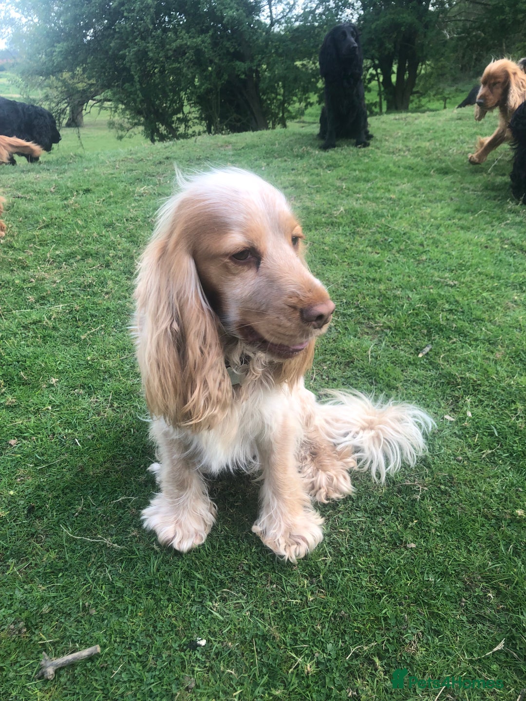 Cocker Spaniel dogs for sale: Pure beautiful show cocker spaniel puppies  - Image 29