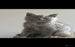 British Longhair cats for sale: Gorgeous Gccf female British Longhairs - Image 11