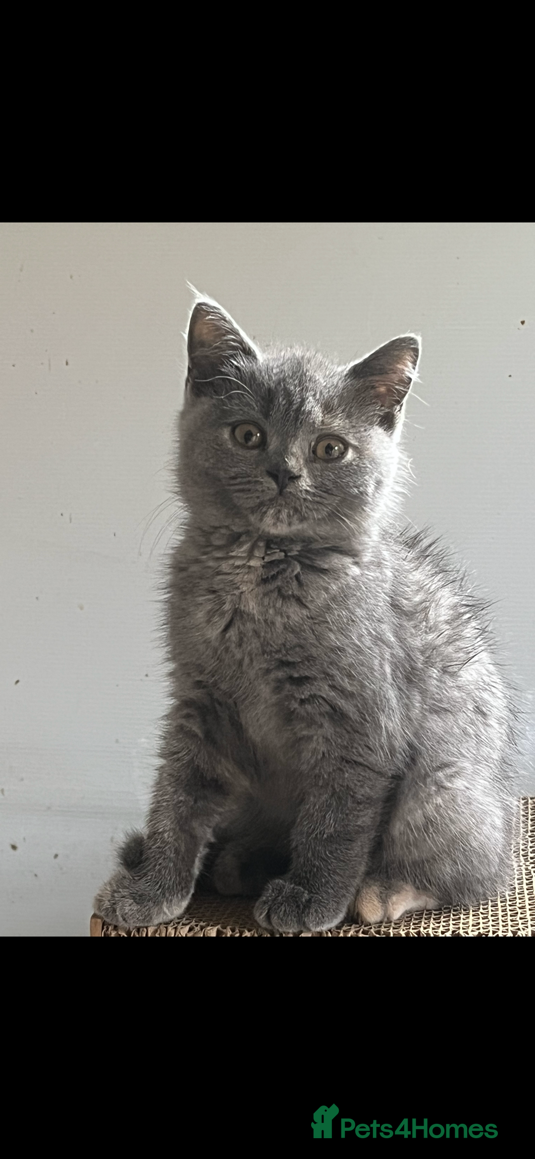 British Longhair cats for sale: Gorgeous Gccf female British Longhairs - Image 11