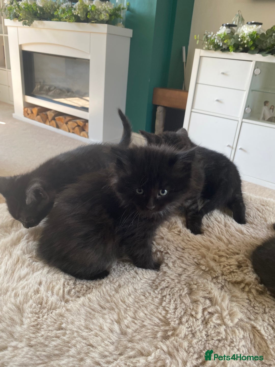 British Shorthair cats for sale: Adorable kittens  - Image 5