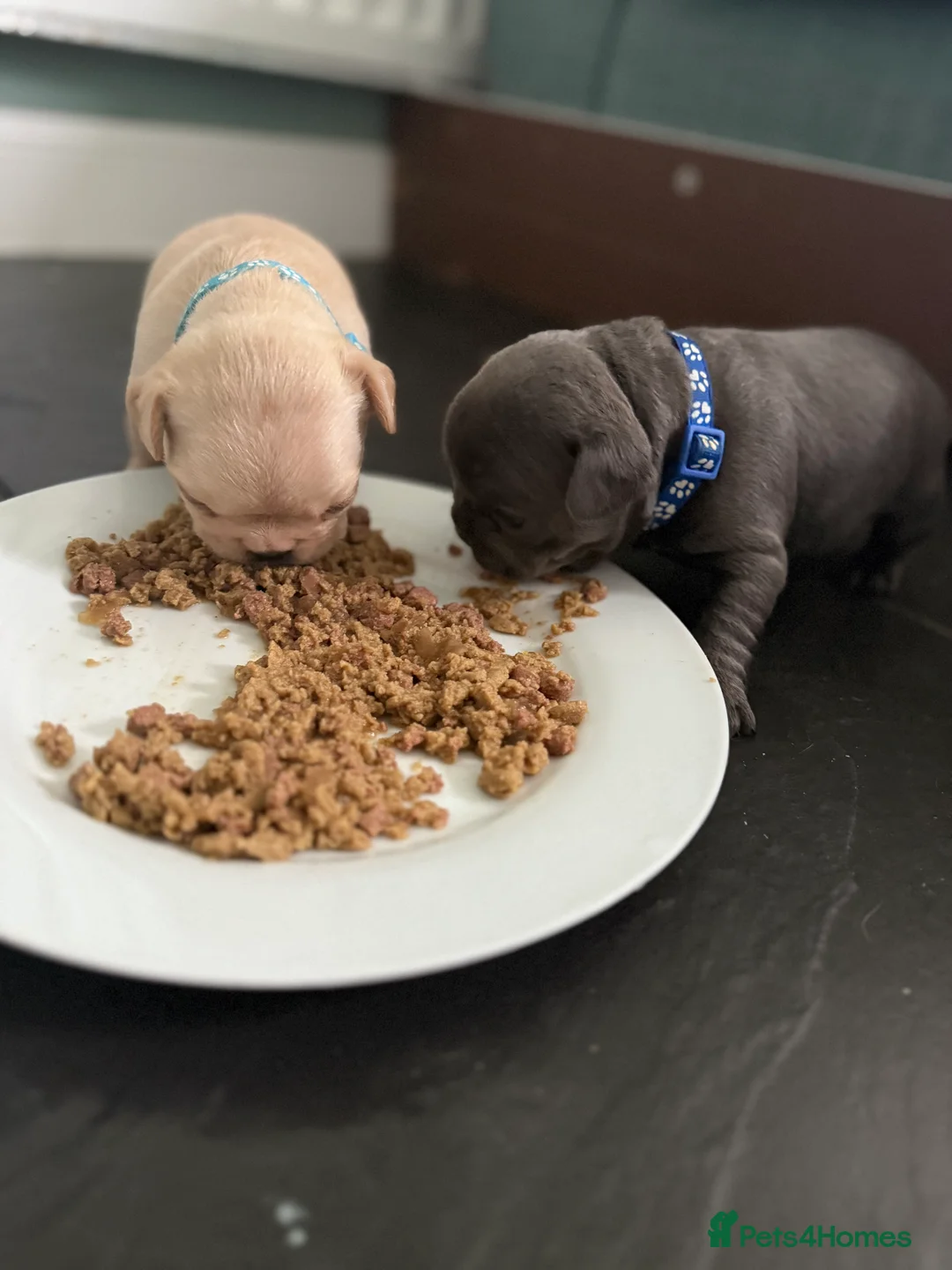 French Bulldog dogs for sale: French Bulldog Puppies - Advert 3