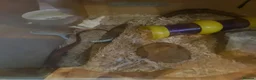 Corn Snake reptiles for sale: Corn Snake - Advert 4
