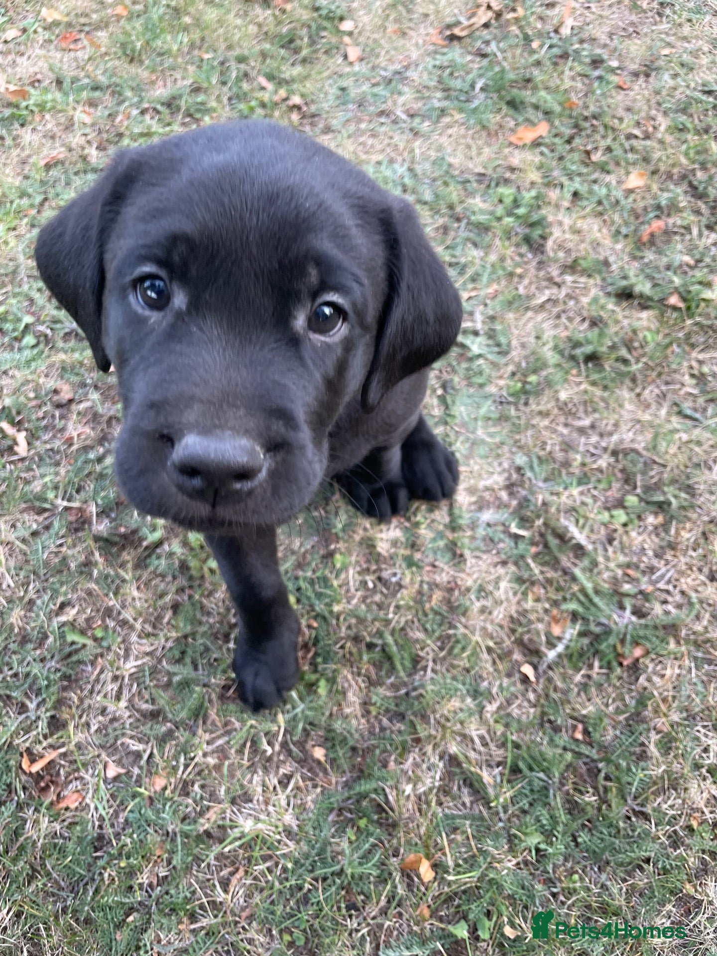 Labrador Retriever dogs Black Labrador puppies … - Advert 2