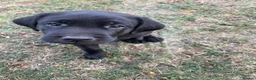 Labrador Retriever dogs for sale: Black Labrador puppies … - Advert 2