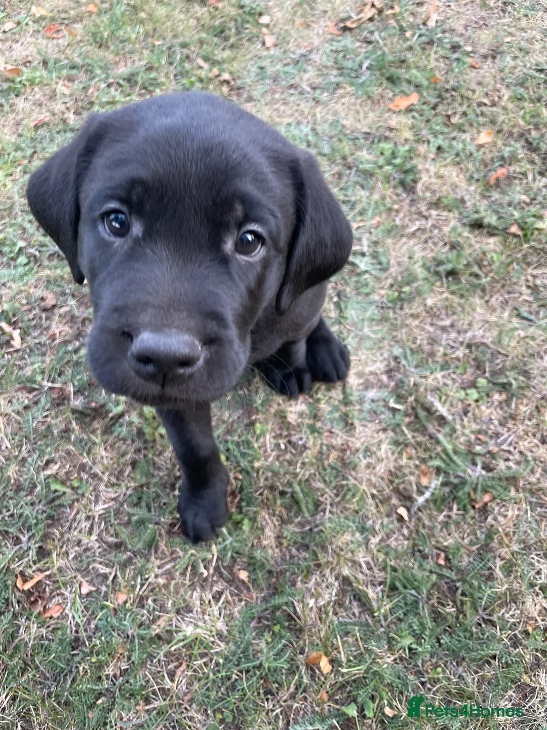 Labrador Retriever dogs for sale: Black Labrador puppies … - Advert 2