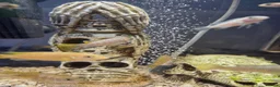 Cichlids fish for sale: Mbuna cichlids - Advert 2