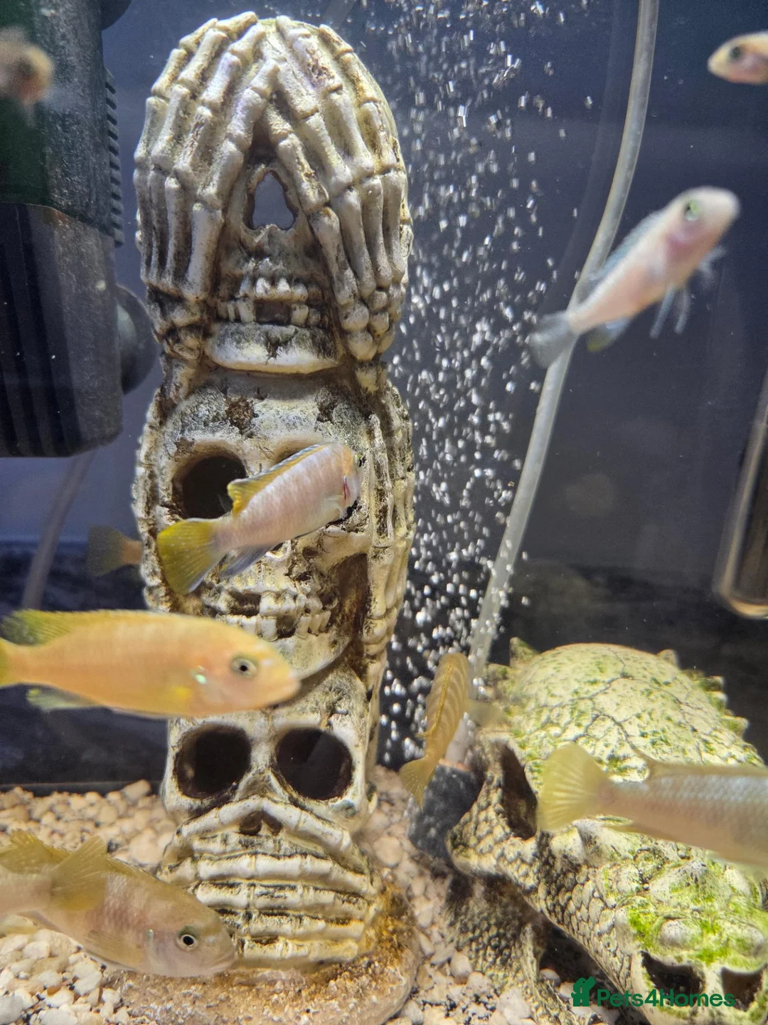 Cichlids fish for sale: Mbuna cichlids - Advert 2
