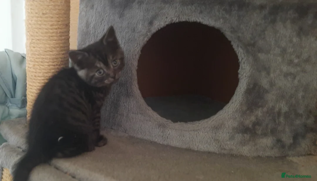 Mixed Breed cats for sale: Three loving and playful kittens needing homes - Advert 2