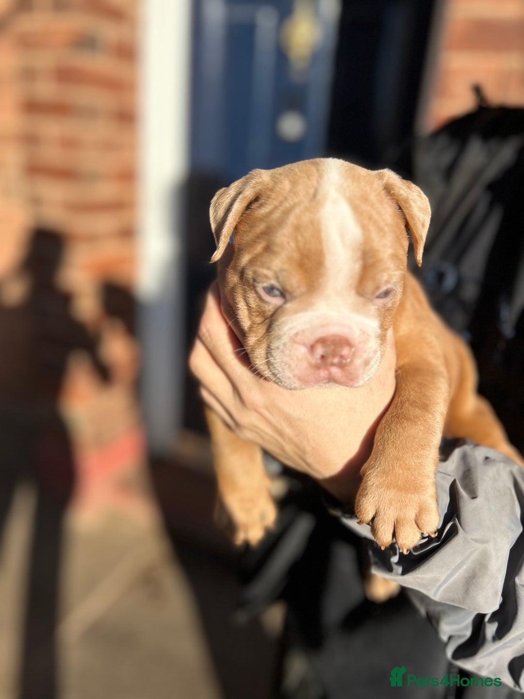Olde English Bulldogge dogs for sale: 5 stunning olde english bulldogges for sale😍 - Advert 4