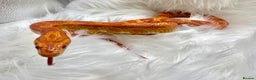 Corn Snake reptiles for sale: Adult Orange Corn Snake - Advert 4