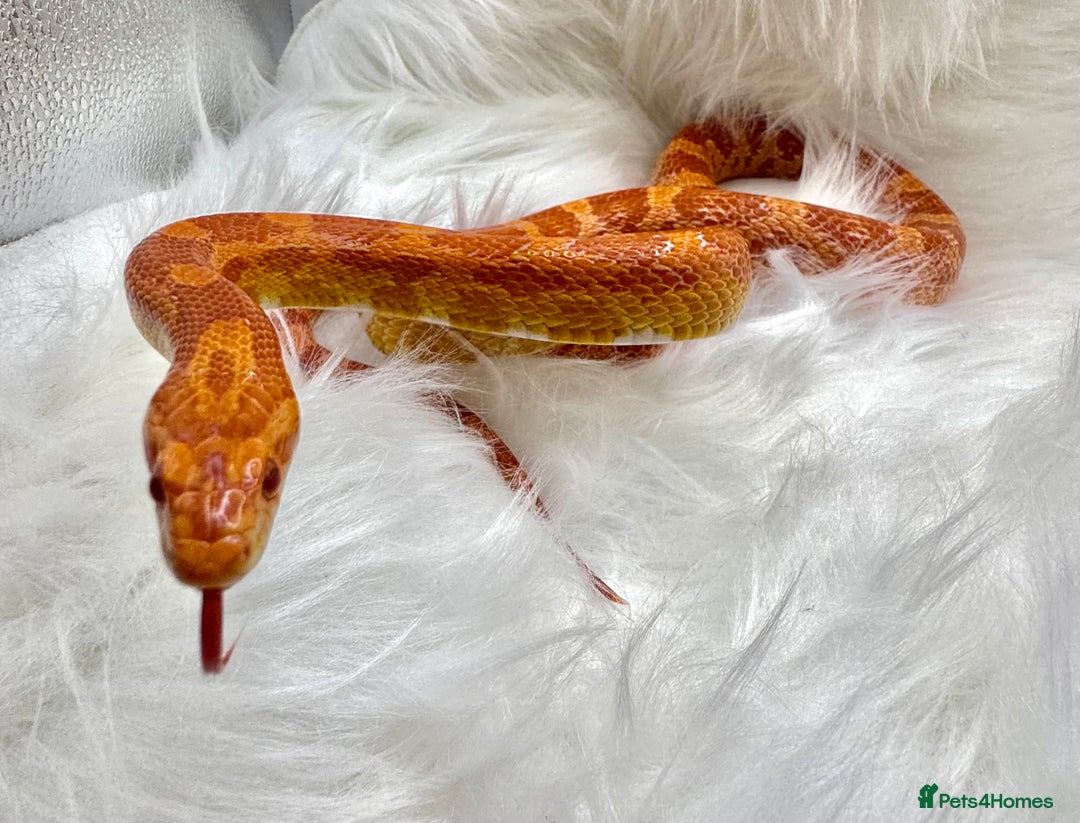Corn Snake reptiles for sale: Adult Orange Corn Snake - Advert 4