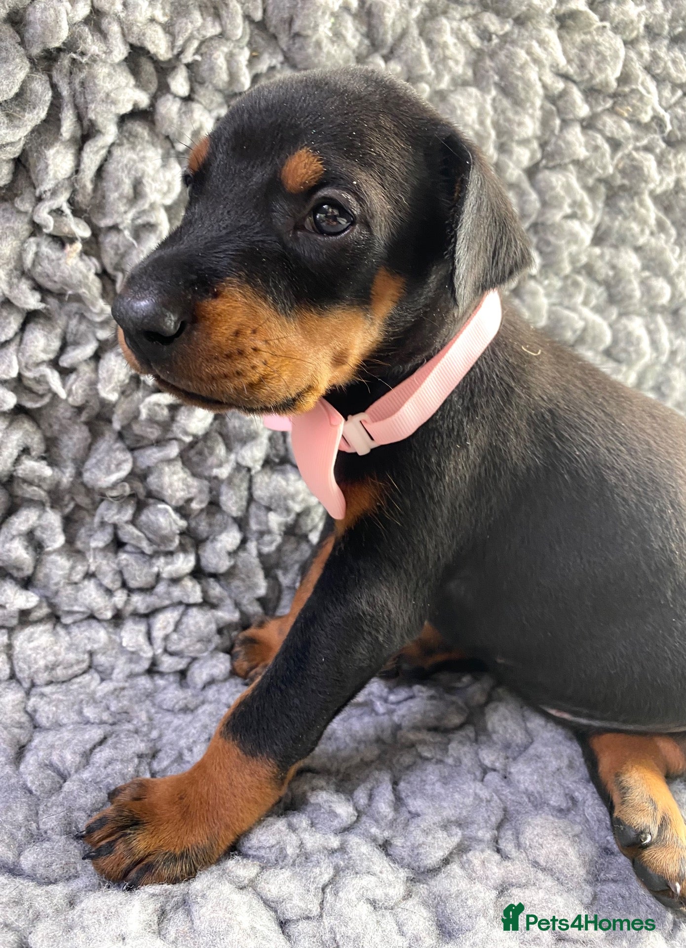 Dobermann dogs KC REGISTERED DOBERMAN PUPPIES - Advert 15