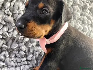 Dobermann dogs KC REGISTERED DOBERMAN PUPPIES - Advert 15