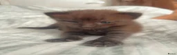 Mixed Breed cats for sale: Domestic shorthair female kittens - Advert 11