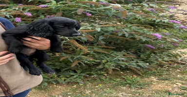 Cocker Spaniel dogs - Advert 5