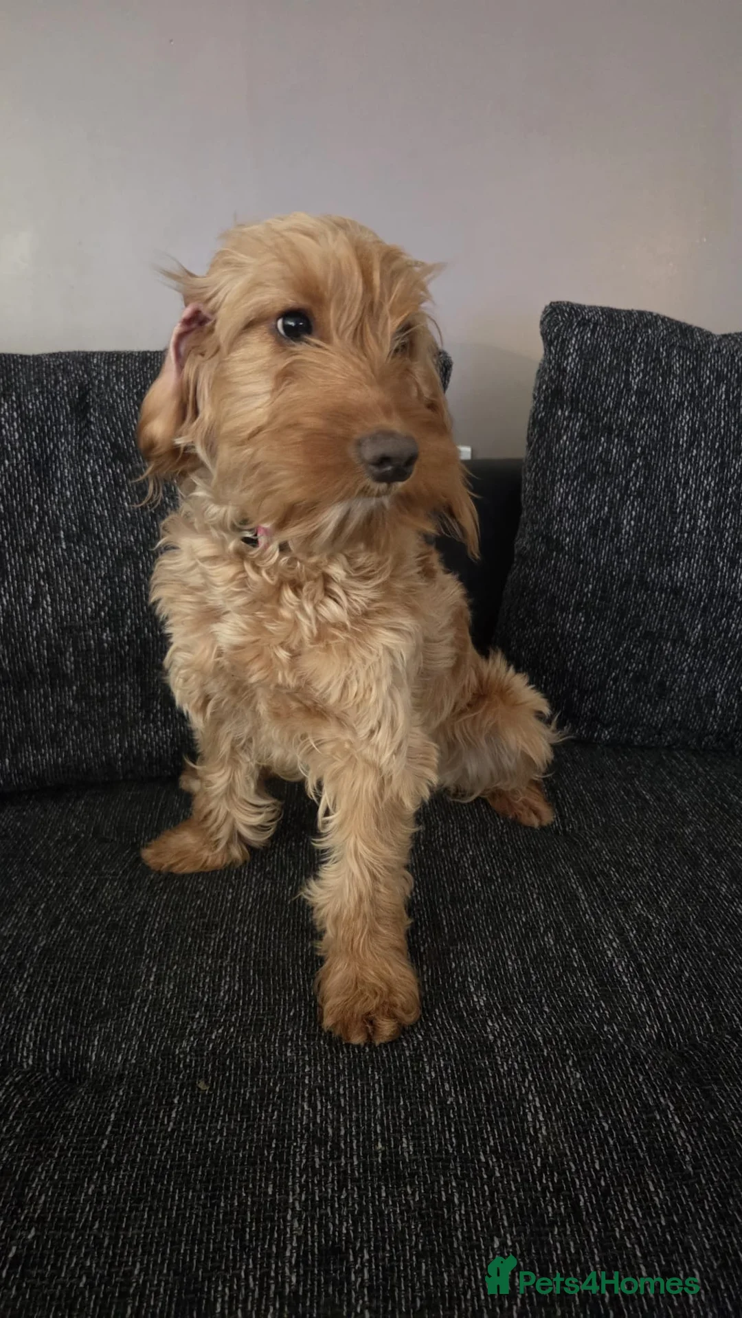 Cockapoo dogs for sale: Daisy - Advert 2