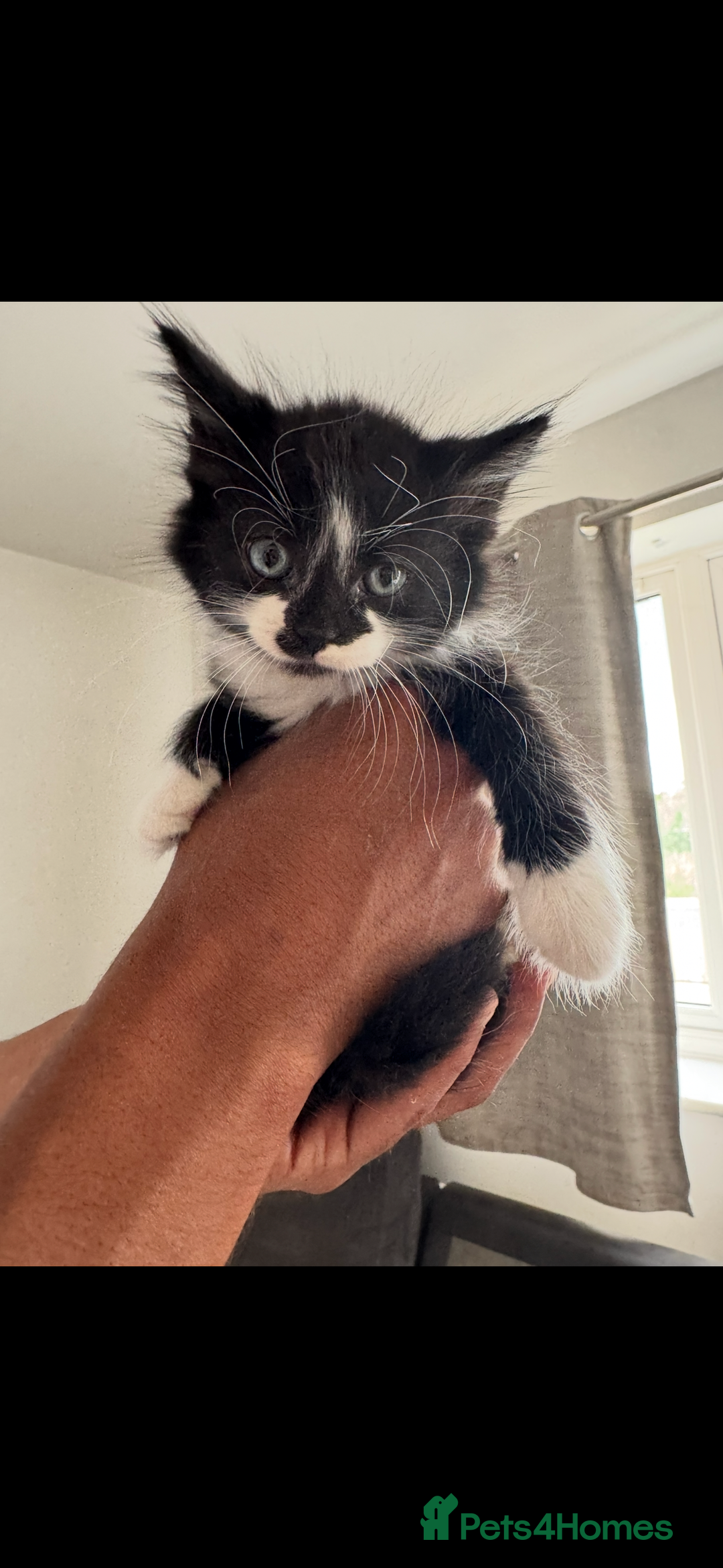 Mixed Breed cats for sale: Beautiful Mixed Breed Kitten  - Image 16