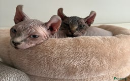 Sphynx cats for sale: Beautiful Male and Female Elf Sphynx Kittens  in Market Rasen - Image 9