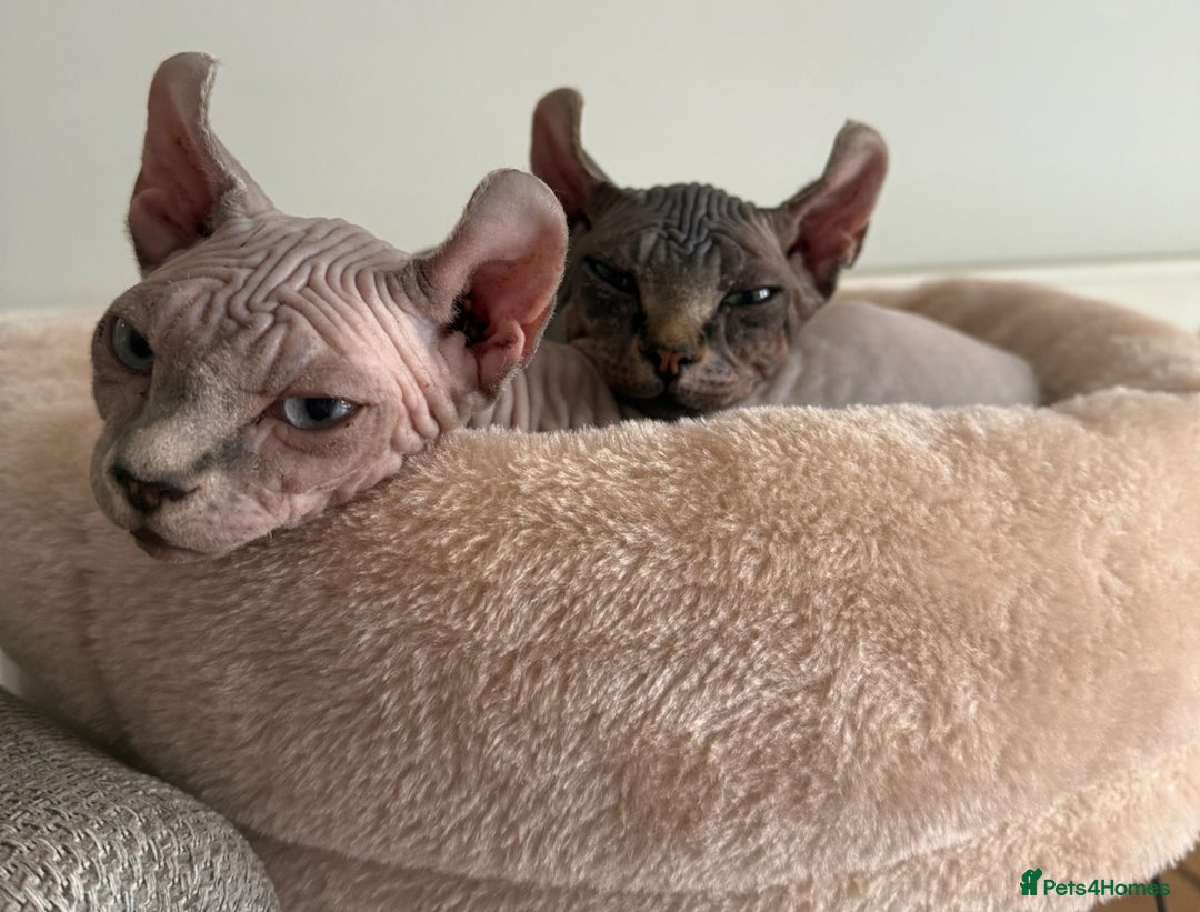 Sphynx cats for sale: Beautiful Male and Female Elf Sphynx Kittens  in Market Rasen - Image 9