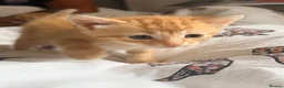 Domestic Shorthair cats for sale: 3 ginger and white boy kittens  in Cumnock - Advert 23