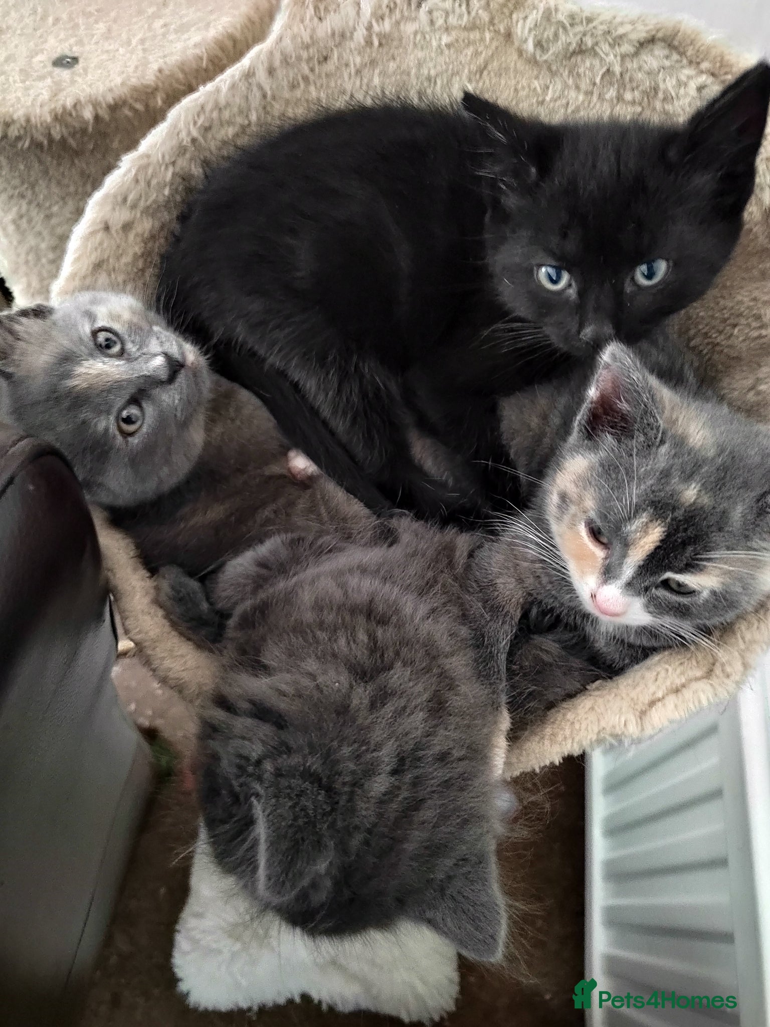 Mixed Breed cats for sale: Beautiful grey, tortoiseshell, black kittens in Wakefield - Advert 15