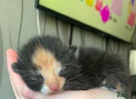 Mixed Breed cats Beautiful litter of kittens all need loving homes - Advert 11