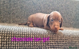 Miniature Dachshund dogs for sale: 💜MINIATURE DAPPLE AND CHOCOLATE Dachshunds Babys - Image 5