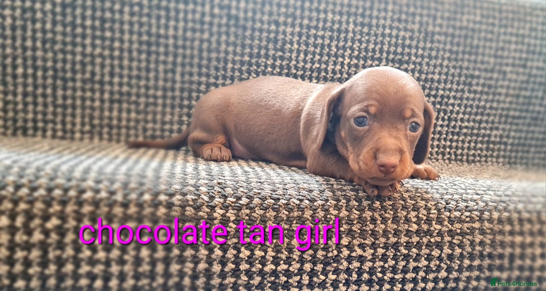 Miniature Dachshund dogs for sale: 💜MINIATURE DAPPLE AND CHOCOLATE Dachshunds Babys - Image 5