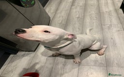 Staffordshire Bull Terrier dogs for sale: Staffordshire Bull terrier Puppies  - Image 3