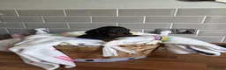 Miniature Dachshund dogs for sale: Kc miniature dachshund  - Advert 5