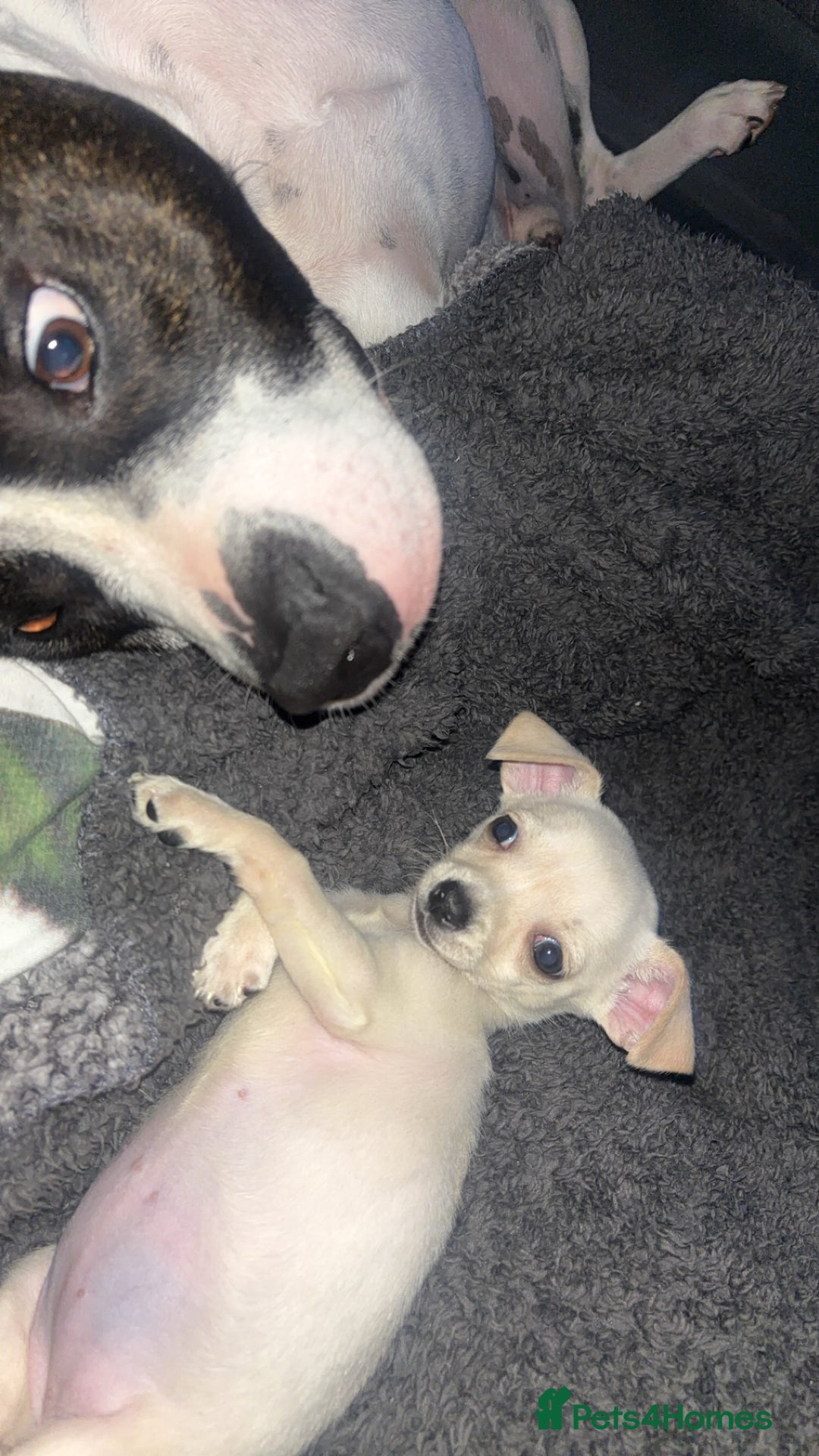 Chihuahua dogs for sale: Chihuahua - Image 4