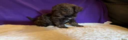 Toy Poodle dogs for sale: GORGEOUS Toy Poodles, DNA health tested parents  - Advert 26