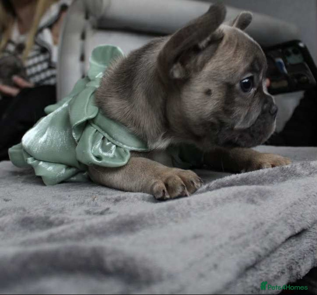 French Bulldog dogs for sale: Fluffy carrier French bulldogs - Advert 11