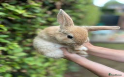 Mini Lop rabbits for sale: Pure Bred Mini Lop Bunnies  - Image 2