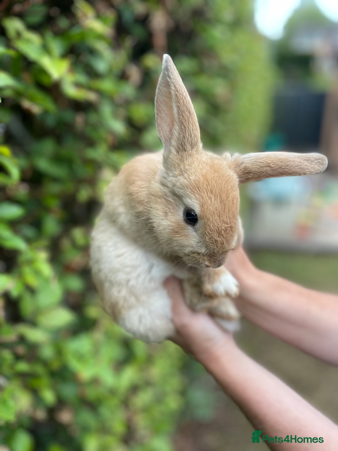 Mini Lop rabbits for sale: Pure Bred Mini Lop Bunnies  - Image 2