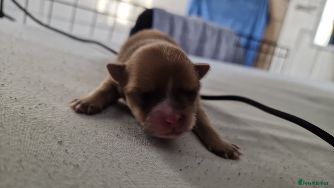 Pomeranian dogs for sale: Beautiful pom puppies - Image 2