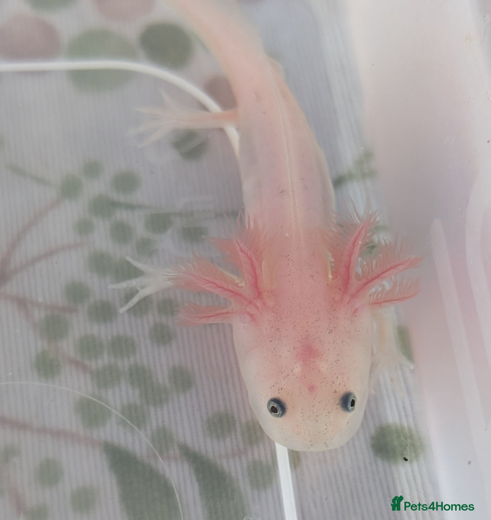 Axolotl reptiles Leucistic Axolotls - Available Now - Advert 2
