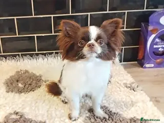 Chihuahua dogs KC reg-Heath Tested-Proven Stud - Advert 8