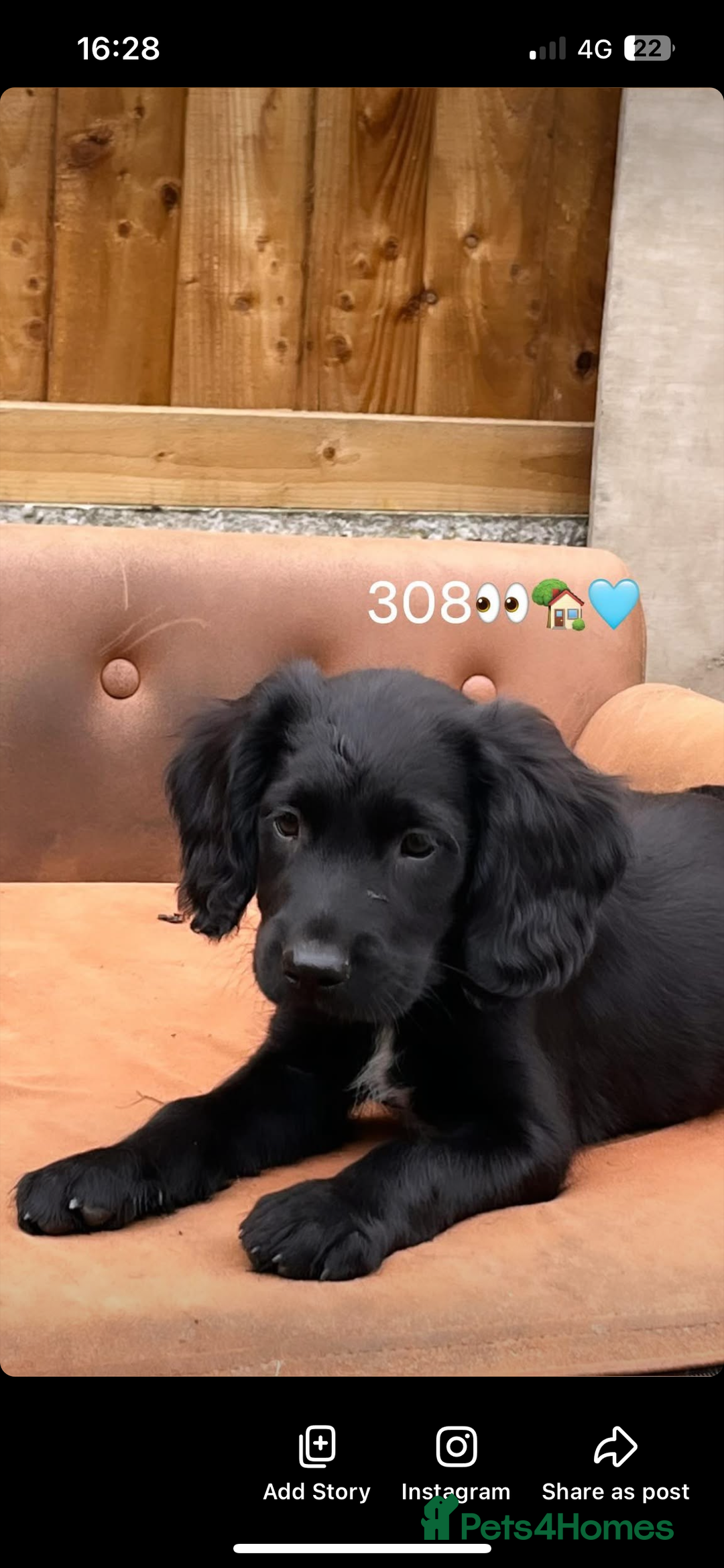 Mixed Breed dogs for sale: * Spangold Retrievers 2 beautiful boys left * - Image 10