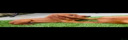 Irish Setter dogs for sale: Red Setter Puppies - Advert 7