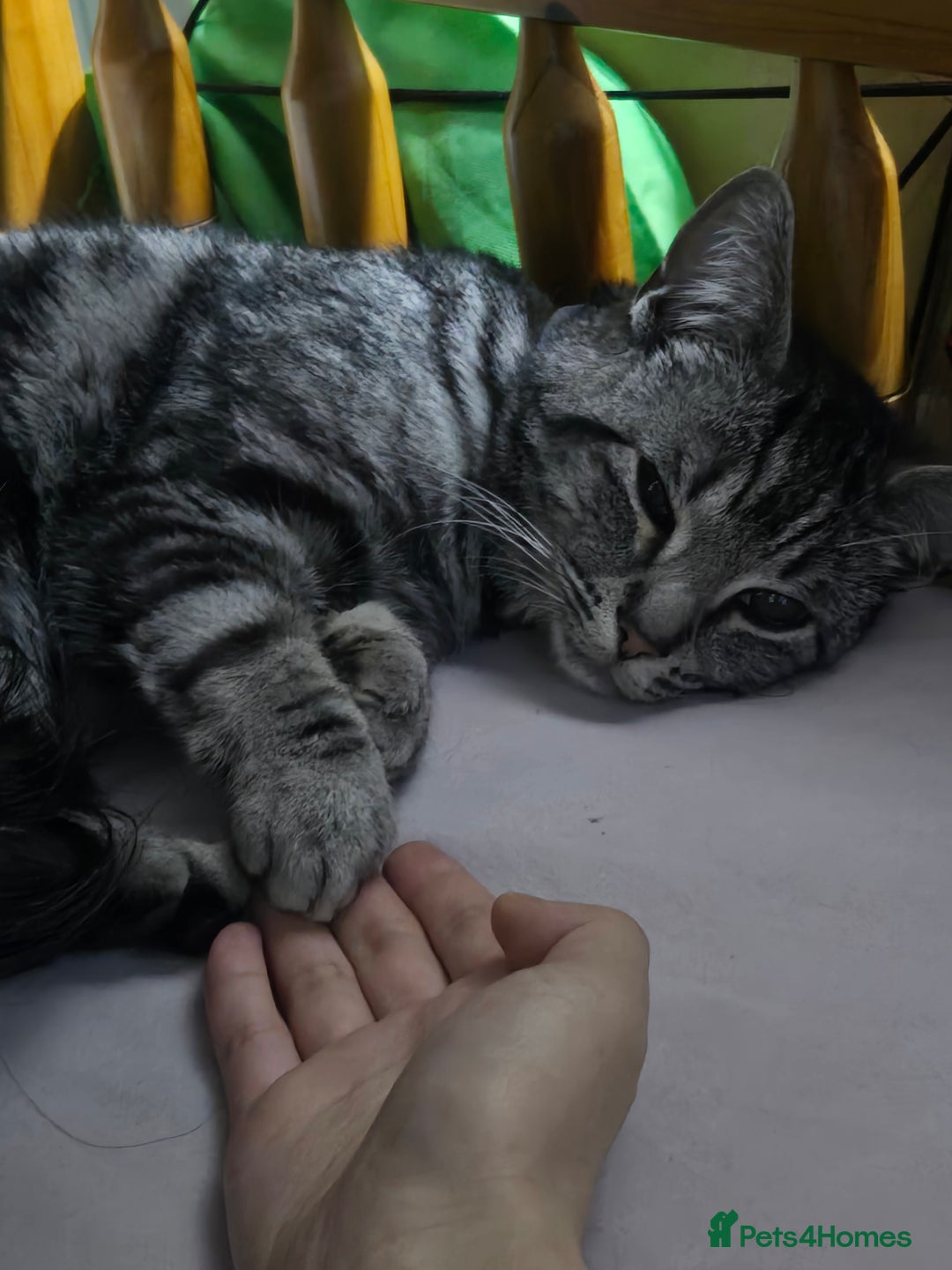 Mixed Breed cats for sale: Rehoming my baby  - Advert 3