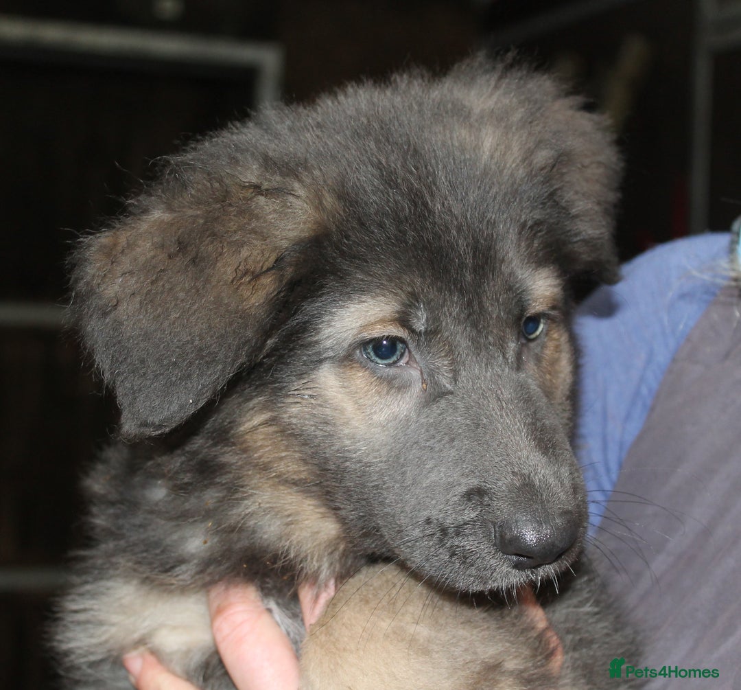 Mixed Breed dogs for sale: German Shephard/Cross - Advert 5