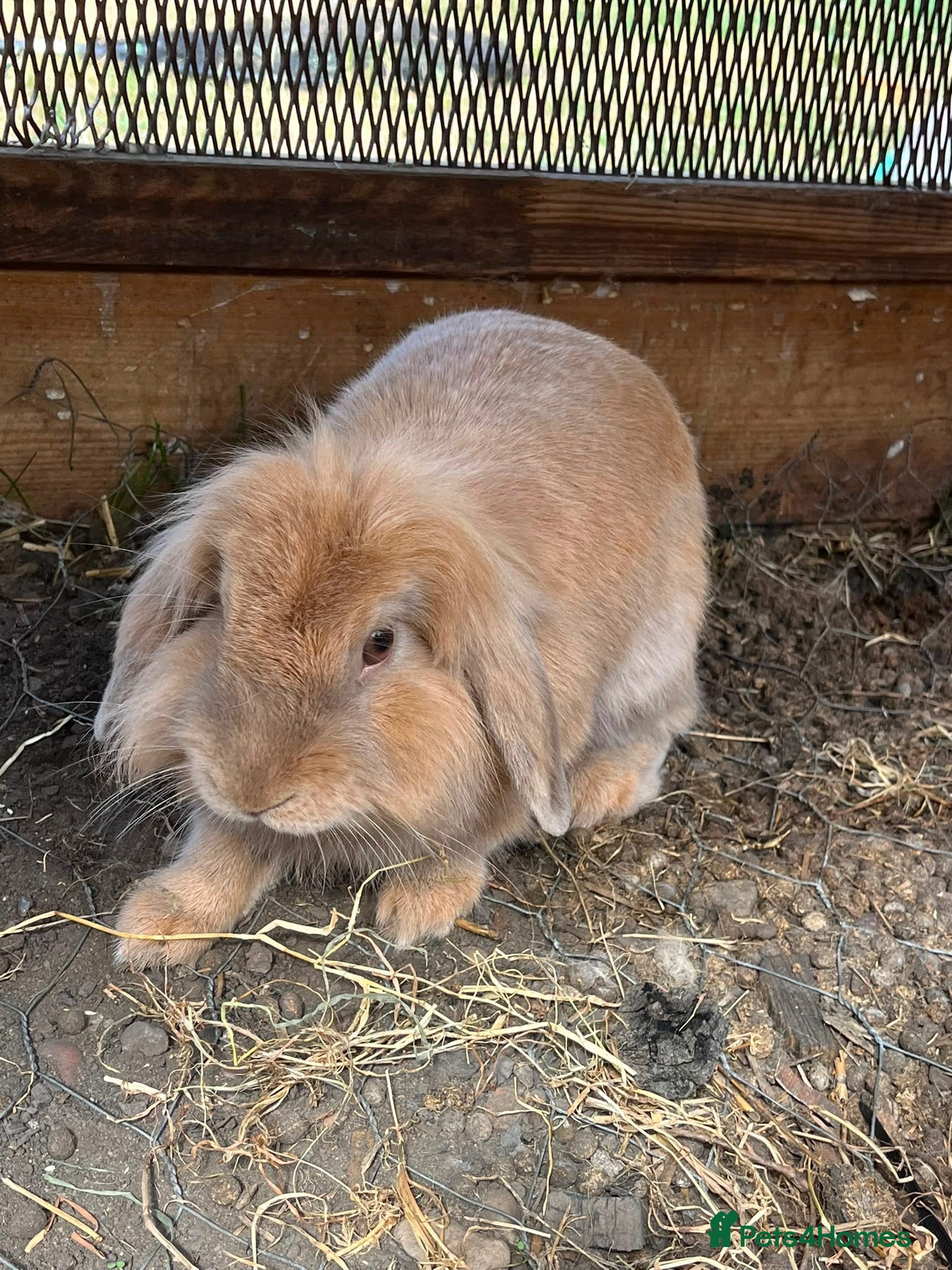 Mixed Breed rabbits Mini lop and lion head FREE - Advert 4